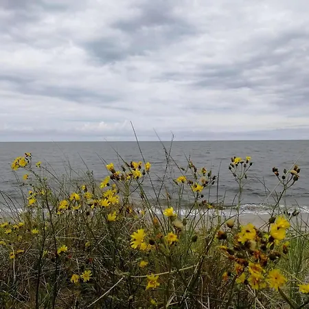 Reetdachferienhaus Nur 50m Von Der Ostsee Entfernt *